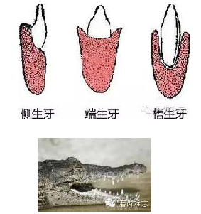 走進(jìn)牙齒的故事，訴說千年的演變